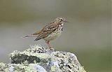 Meadow Pipit